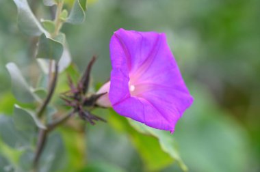 Canlı bir mor çiçek, yemyeşil yeşillikler ve doğanın güzellikleriyle çevrili taze sabah ışığında açılır..