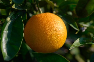 Olgun bir turuncu ağaçtan sarkan, öğleden sonra güneşinin altında yeşil yapraklarla çevrili..