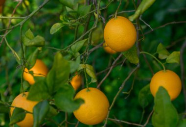 Sulu portakallar, güneşin altındaki canlı yeşil dallardan sarkan sakin bir bahçede doğanın cömertliğini sergilerler..