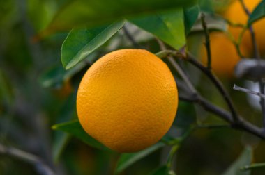 Yeşil bir daldan sarkan canlı bir portakal meyvesi, güneşli tropikal bir ortamda yemyeşil yapraklarla çevrili..