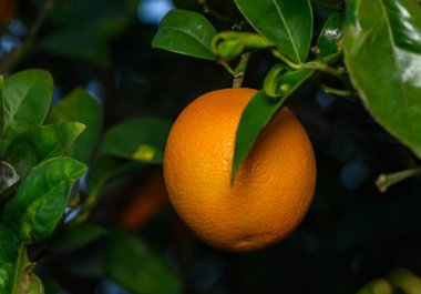 Canlı bir portakal meyvesi yapraklı bir daldan sarkır, ılık güneş ışığıyla yıkanır, sakin bir korulukta hayranlık uyandırır..
