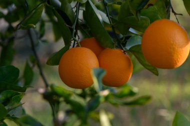 Dolgun portakallar parlak yaprakların arasında sallanıyor, huzurlu bir meyve bahçesinde güneşin altında güneşleniyorlar..