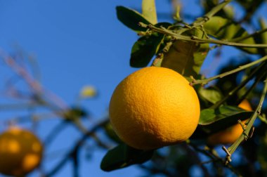 Parlak, güneşli bir koruluktaki yemyeşil dallardan sarkan altın portakallar göz kamaştırıcı bir gök mavisi zeminine çarpar..