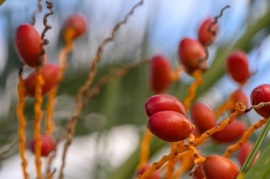 Parlak kırmızı meyveler, bereketli bir bahçe ortamında güneş ışığıyla aydınlatılan kıvrık dalların arasında yuva yapar..