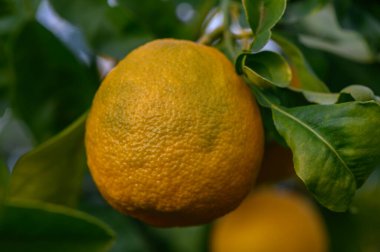 Sulu portakal meyvesi canlı yeşil bir ağaçta asılı, güzel bir meyve bahçesinin güneşli güneşinde güneşleniyor..