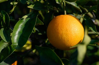 Olgun portakallar yemyeşil dallardan sarkan, canlı bir meyve bahçesinde güneşin altında güneşlenen.