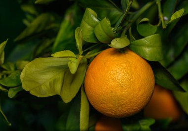 Bereketli yapraklardan sarkan parlak turuncu bir meyve, ılık güneş ışığıyla yıkanmış, sakin bir meyve bahçesi ortamında.