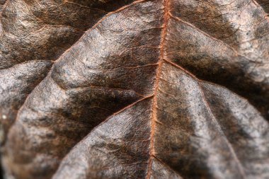 Yakından bakınca kurumuş bir yaprağın karmaşık dokusu ve desenleri ortaya çıkıyor, doğanın sanatını ve derinliğini gözler önüne seriyor..