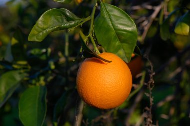 Olgun bir portakal yapraklı bir daldan sarkır, güzel bir günde güneşi yemyeşil bir meyve bahçesinde emer..