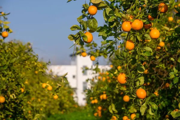 Canlı portakallar, açık mavi gökyüzünün altındaki yemyeşil ağaçlardan sarkan, bereketli bir mevsimin habercisi..