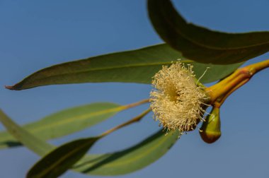 Okaliptüs çiçekleri, güneşli bir gökyüzünün arka planına karşı eşsiz güzelliklerini sergileyerek canlı bir şekilde çiçek açarlar..