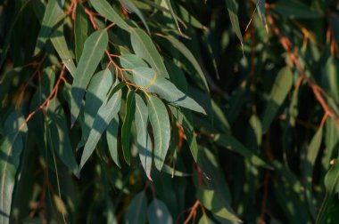Parlak okaliptüs, açık bir gökyüzünde usulca sallanarak sakin bir öğleden sonranın özünü yakalar..
