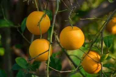 Dallardan sarkan sulu portakallar yemyeşil bahçedeki ılık güneş ışığının tadını çıkarıyorlar..