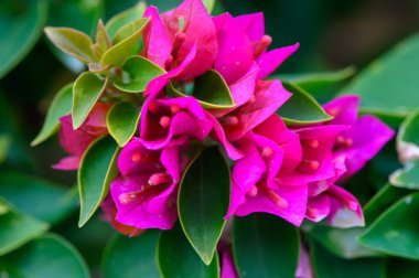 Bahar mevsiminin güzelliğini kutlayan begonvilli çiçeklerin renkli kümeleri yeşil yaprakların üzerinde patlıyor..