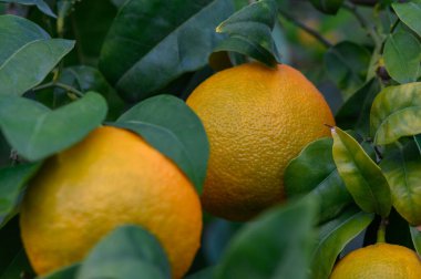 Olgunlaşan portakallar yemyeşil yapraklardan oluşan bir zemin üzerine renk dökerek önümüzdeki hasat mevsiminin neşesini işaret ediyor..