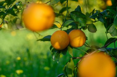 Parlak portakallar dallardan sarkır, güneşli bir öğleden sonra yemyeşil bir korulukta güneş ışığıyla aydınlatılır..