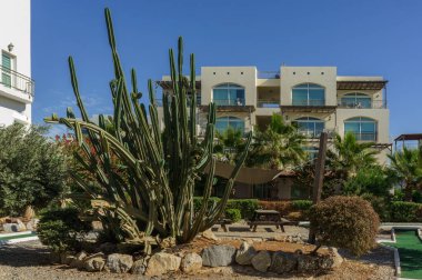 Uzun bir kaktüs, parlak bir günde çağdaş dairelerin yanındaki canlı bir bahçede belirgin bir şekilde duruyor..