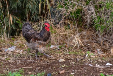 Canlı bir horoz, yeşil ve dağınık döküntülerle çevrili pis bir arazide rahatça dolaşır..