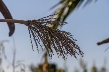 Narin çiçek telleri rüzgarda dans eder, doğanın sakin bir anında berrak mavi gökyüzüne uzanır..