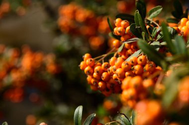 Parlak turuncu dut kümeleri altın güneş ışığı altında yeşil yaprakların arasında güzel bir şekilde parlar..