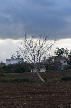 Gri gökyüzüne karşı çıplak bir ağaç, tarlaların ve tuhaf evlerin üzerine çöker, sessiz bir melankolik hissi uyandırır..