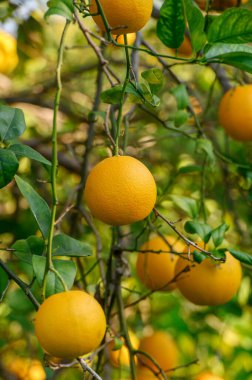 Meyve bahçesinde güneşli bir günde, canlı yeşil yapraklardan sarkan sulu portakallar doğanın güzelliğini gözler önüne seriyor..
