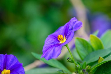 Narin mor yapraklar açılır. Baharda taze yeşil yapraklarla çevrili parlak sarı bir merkez ortaya çıkar..