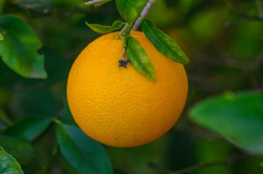 Olgun bir portakal yapraklı bir daldan sarkır, ılık güneş ışığıyla yıkanır, doğanın canlı renklerini gösterir..