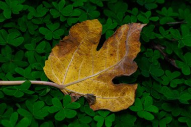 Parlak sarı bir yaprak yemyeşil yoncaların arasında duruyor. Doğadaki sonbahar geçişinin güzelliğini sergiliyor..