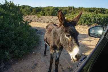 A donkey investigates an open car door against a backdrop of green bushes and sandy terrain. clipart