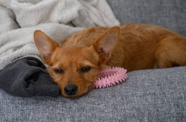 Küçük, rahat bir köpek, gri bir kanepede pembe bir oyuncak ve siyah bir çorabın yanında, huzurlu bir öğleden sonranın tadını çıkarıyor..