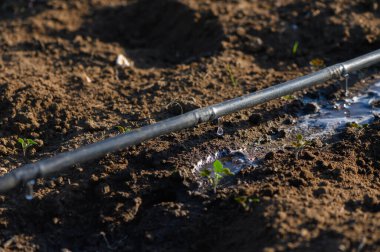 Sulama borusunda titreyen su damlacıkları canlı bir bahçe arazisinde genç bitkileri besler..