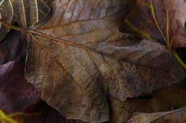 Düşen yapraklar zengin renklerde sakin bir sonbahar öğleden sonrasında orman zemininde büyüleyici bir görüntü oluştururlar..