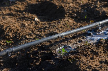 Damlacıkları beslemek bir sulama borusundan taşar, tarlada sıcak güneş ışığı altında genç bitkilerde büyümeyi teşvik eder..
