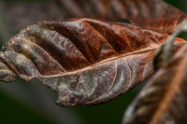 Kahverengi, desenli bir yaprağın büyüleyici görüntüsü, verimli bir ortamda yumuşak ışık altında karmaşık ayrıntıları ortaya çıkarıyor..