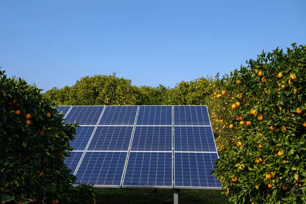 Parlak güneş ışığı, berrak mavi gökyüzünün altında yemyeşil portakal ağaçlarının arasına yerleştirilmiş güneş panellerini aydınlatır..