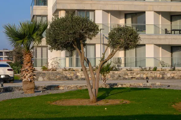 Gün batımında sakin bir sahil bahçesinde zarif bir zeytin ağacı yükselir. Bu da konumun huzurlu atmosferini güçlendirir..