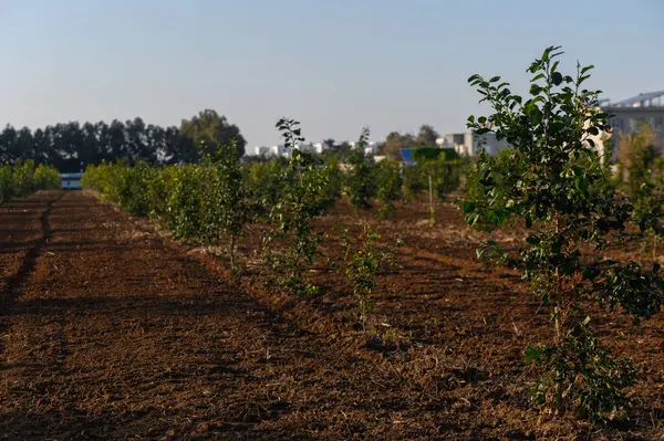 Sıcak güneş ışığı canlı tarım alanını yıkarken, genç ağaçlar sıra sıra büyür ve umut verir..