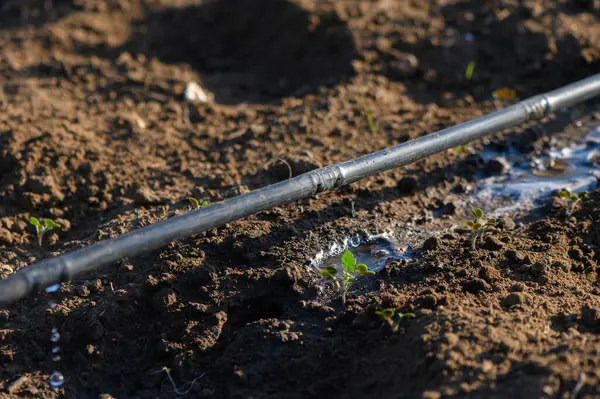 Su sürekli sulama borularından akar, akşam vakti sıcak, güneşli bir bahçede tomurcuklanan bitkiler..
