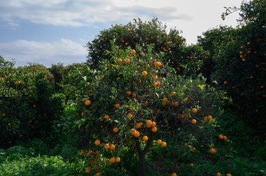 Olgunlaşmış portakallar yemyeşil ağaçlardan sarkır, yumuşak güneş ışığıyla yıkanır, sakin bir çiftlik ortamı sergilerler..
