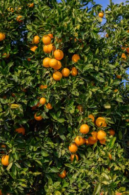 Dolgun, olgun meyvelerle süslenmiş canlı bir portakal ağacı güneşli bir öğleden sonra doğanın güzelliğini gözler önüne seriyor..