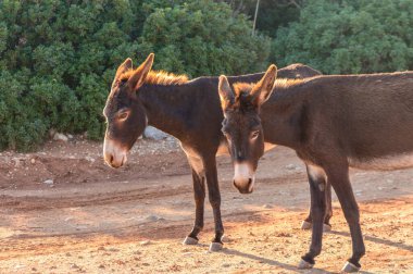Gün batımının altın ışığında, iki eşek yemyeşil sularla çevrili sessiz bir toprak yolda gezinir..