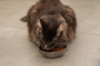 Yumuşak tüylü bir kedi paslanmaz çelik kasesinden iştahla yer ve içeride sıcak bir atmosfer yaratır..