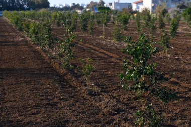 Canlı kahve bitkilerinin sıraları, güneşin aydınlattığı bir tarlaya yayılarak, sakin sahil tepelerinin yakınlarındaki doğanın büyümesini gösteriyor..
