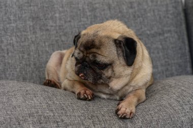 Küçük bir köpek yumuşak gri bir kanepede dinleniyor, rahat ortamının tadını çıkarırken sakin ve içerik tavrı sergiliyor..