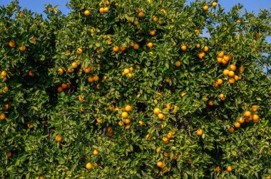 Dallardan sarkan canlı portakallar gelişmekte olan bir korulukta, güzel bir günde sıcak güneş ışığıyla yıkanırlar..