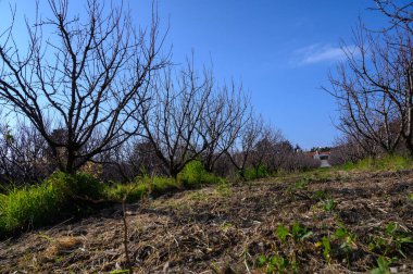 Çorak ağaçlar parlak mavi gökyüzüne doğru uzanıyor. Bu da baharın huzurlu bir kırsal alana gelişini işaret ediyor..