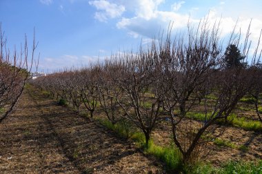 Çorak dallar, güneş ışığının bahçeyi sıcacık yıkaması ve ileride yenilenme sinyalleri vermesiyle arazide yayılıyor..