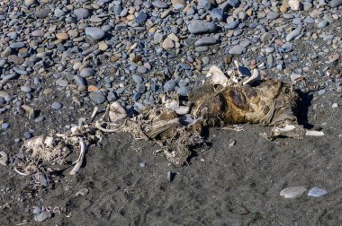 Geniş bir yaratığın kalıntıları, açık gökyüzünün altında rüzgarlı bir kumsalda, pürüzsüz çakıl taşlarının arasında yatıyordu..