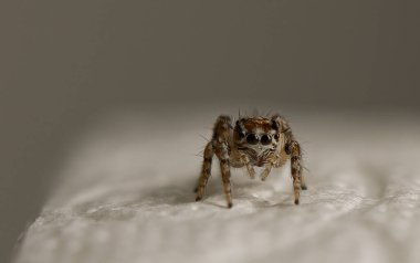 Hassas bir yüzeyde sürünen bir örümceğin yakın plan görüntüsü. Karmaşık detaylarını doğal ışıkta gösteriyor..